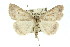  ( - 11ANIC-00937)  @13 [ ] CreativeCommons - Attribution (2011) ANIC/CBG Photography Group Centre for Biodiversity Genomics