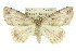  ( - 11ANIC-00938)  @13 [ ] CreativeCommons - Attribution (2011) ANIC/CBG Photography Group Centre for Biodiversity Genomics