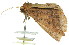  ( - 11ANIC-00941)  @12 [ ] CreativeCommons - Attribution (2011) ANIC/CBG Photography Group Centre for Biodiversity Genomics