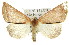  ( - 11ANIC-00944)  @13 [ ] CreativeCommons - Attribution (2011) ANIC/CBG Photography Group Centre for Biodiversity Genomics