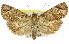  (Orthaga sp. ANIC21 - 11ANIC-01258)  @15 [ ] CreativeCommons - Attribution (2011) ANIC/CBG Photography Group Centre for Biodiversity Genomics