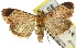  ( - 11ANIC-01263)  @11 [ ] CreativeCommons - Attribution (2011) ANIC/CBG Photography Group Centre for Biodiversity Genomics