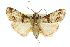  (Orthaga sp. ANIC3 - 11ANIC-01271)  @15 [ ] CreativeCommons - Attribution (2011) ANIC/CBG Photography Group Centre for Biodiversity Genomics