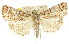  ( - 11ANIC-01277)  @11 [ ] CreativeCommons - Attribution (2011) ANIC/CBG Photography Group Centre for Biodiversity Genomics