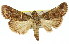  ( - 11ANIC-01293)  @11 [ ] CreativeCommons - Attribution (2011) ANIC/CBG Photography Group Centre for Biodiversity Genomics