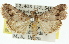  ( - 11ANIC-01306)  @13 [ ] CreativeCommons - Attribution (2011) ANIC/CBG Photography Group Centre for Biodiversity Genomics