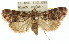  (Orthaga sp. ANIC14 - 11ANIC-01321)  @11 [ ] CreativeCommons - Attribution (2011) ANIC/CBG Photography Group Centre for Biodiversity Genomics