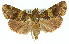  ( - 11ANIC-01326)  @13 [ ] CreativeCommons - Attribution (2011) ANIC/CBG Photography Group Centre for Biodiversity Genomics