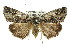  ( - 11ANIC-01335)  @11 [ ] CreativeCommons - Attribution (2011) ANIC/CBG Photography Group Centre for Biodiversity Genomics