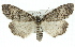  ( - 11ANIC-01400)  @14 [ ] CreativeCommons - Attribution (2011) ANIC/CBG Photography Group Centre for Biodiversity Genomics