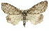  ( - 11ANIC-01401)  @11 [ ] CreativeCommons - Attribution (2011) ANIC/CBG Photography Group Centre for Biodiversity Genomics