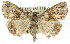  ( - 11ANIC-01415)  @14 [ ] CreativeCommons - Attribution (2011) ANIC/CBG Photography Group Centre for Biodiversity Genomics