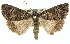  ( - 11ANIC-01425)  @15 [ ] CreativeCommons - Attribution (2011) ANIC/CBG Photography Group Centre for Biodiversity Genomics