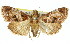  ( - 11ANIC-01426)  @13 [ ] CreativeCommons - Attribution (2011) ANIC/CBG Photography Group Centre for Biodiversity Genomics