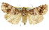  (Orthaga sp. ANIC18 - 11ANIC-01427)  @14 [ ] CreativeCommons - Attribution (2011) ANIC/CBG Photography Group Centre for Biodiversity Genomics