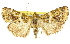  (Orthaga sp. ANIC24 - 11ANIC-01440)  @11 [ ] CreativeCommons - Attribution (2011) ANIC/CBG Photography Group Centre for Biodiversity Genomics