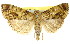  (Orthaga sp. ANIC25 - 11ANIC-01442)  @11 [ ] CreativeCommons - Attribution (2011) ANIC/CBG Photography Group Centre for Biodiversity Genomics