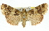  ( - 11ANIC-01445)  @13 [ ] CreativeCommons - Attribution (2011) ANIC/CBG Photography Group Centre for Biodiversity Genomics
