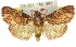  ( - 11ANIC-01447)  @13 [ ] CreativeCommons - Attribution (2011) ANIC/CBG Photography Group Centre for Biodiversity Genomics