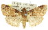  ( - 11ANIC-01448)  @12 [ ] CreativeCommons - Attribution (2011) ANIC/CBG Photography Group Centre for Biodiversity Genomics