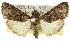  ( - 11ANIC-01458)  @15 [ ] CreativeCommons - Attribution (2011) ANIC/CBG Photography Group Centre for Biodiversity Genomics