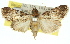  ( - 11ANIC-01461)  @13 [ ] CreativeCommons - Attribution (2011) ANIC/CBG Photography Group Centre for Biodiversity Genomics