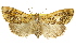  ( - 11ANIC-01462)  @11 [ ] CreativeCommons - Attribution (2011) ANIC/CBG Photography Group Centre for Biodiversity Genomics