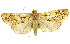  ( - 11ANIC-01464)  @11 [ ] CreativeCommons - Attribution (2011) ANIC/CBG Photography Group Centre for Biodiversity Genomics