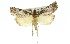  ( - 11ANIC-01474)  @13 [ ] CreativeCommons - Attribution (2011) ANIC/CBG Photography Group Centre for Biodiversity Genomics