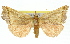  ( - 11ANIC-01485)  @14 [ ] CreativeCommons - Attribution (2011) ANIC/CBG Photography Group Centre for Biodiversity Genomics