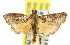  (Endotricha hemicausta - 11ANIC-01491)  @14 [ ] CreativeCommons - Attribution (2011) ANIC/CBG Photography Group Centre for Biodiversity Genomics