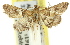  ( - 11ANIC-01496)  @12 [ ] CreativeCommons - Attribution (2011) ANIC/CBG Photography Group Centre for Biodiversity Genomics