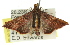  ( - 11ANIC-01497)  @13 [ ] CreativeCommons - Attribution (2011) ANIC/CBG Photography Group Centre for Biodiversity Genomics