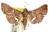  (Endotricha chionocosma - 11ANIC-01507)  @14 [ ] CreativeCommons - Attribution (2011) ANIC/CBG Photography Group Centre for Biodiversity Genomics