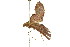  ( - 11ANIC-01509)  @12 [ ] CreativeCommons - Attribution (2011) ANIC/CBG Photography Group Centre for Biodiversity Genomics
