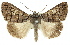  ( - 11ANIC-01562)  @11 [ ] CreativeCommons - Attribution (2011) ANIC/CBG Photography Group Centre for Biodiversity Genomics