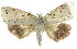  ( - 11ANIC-01565)  @13 [ ] CreativeCommons - Attribution (2011) ANIC/CBG Photography Group Centre for Biodiversity Genomics