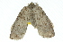 ( - 11ANIC-01566)  @12 [ ] CreativeCommons - Attribution (2011) ANIC/CBG Photography Group Centre for Biodiversity Genomics