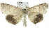  ( - 11ANIC-01568)  @14 [ ] CreativeCommons - Attribution (2011) ANIC/CBG Photography Group Centre for Biodiversity Genomics