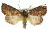  ( - 11ANIC-01593)  @14 [ ] CreativeCommons - Attribution (2011) ANIC/CBG Photography Group Centre for Biodiversity Genomics