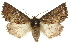  ( - 11ANIC-01601)  @14 [ ] CreativeCommons - Attribution (2011) ANIC/CBG Photography Group Centre for Biodiversity Genomics