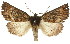  ( - 11ANIC-01602)  @15 [ ] CreativeCommons - Attribution (2011) ANIC/CBG Photography Group Centre for Biodiversity Genomics