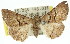  ( - 11ANIC-01664)  @14 [ ] CreativeCommons - Attribution (2011) ANIC/CBG Photography Group Centre for Biodiversity Genomics