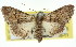  (Aporoctena sp. ANIC2 - 11ANIC-01665)  @15 [ ] CreativeCommons - Attribution (2011) ANIC/CBG Photography Group Centre for Biodiversity Genomics