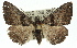  ( - 11ANIC-01670)  @13 [ ] CreativeCommons - Attribution (2011) ANIC/CBG Photography Group Centre for Biodiversity Genomics