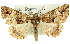  ( - 11ANIC-01674)  @14 [ ] CreativeCommons - Attribution (2011) ANIC/CBG Photography Group Centre for Biodiversity Genomics
