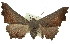  ( - 11ANIC-01677)  @14 [ ] CreativeCommons - Attribution (2011) ANIC/CBG Photography Group Centre for Biodiversity Genomics