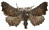  ( - 11ANIC-01678)  @15 [ ] CreativeCommons - Attribution (2011) ANIC/CBG Photography Group Centre for Biodiversity Genomics