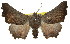  ( - 11ANIC-01679)  @15 [ ] CreativeCommons - Attribution (2011) ANIC/CBG Photography Group Centre for Biodiversity Genomics