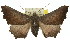  ( - 11ANIC-01681)  @15 [ ] CreativeCommons - Attribution (2011) ANIC/CBG Photography Group Centre for Biodiversity Genomics